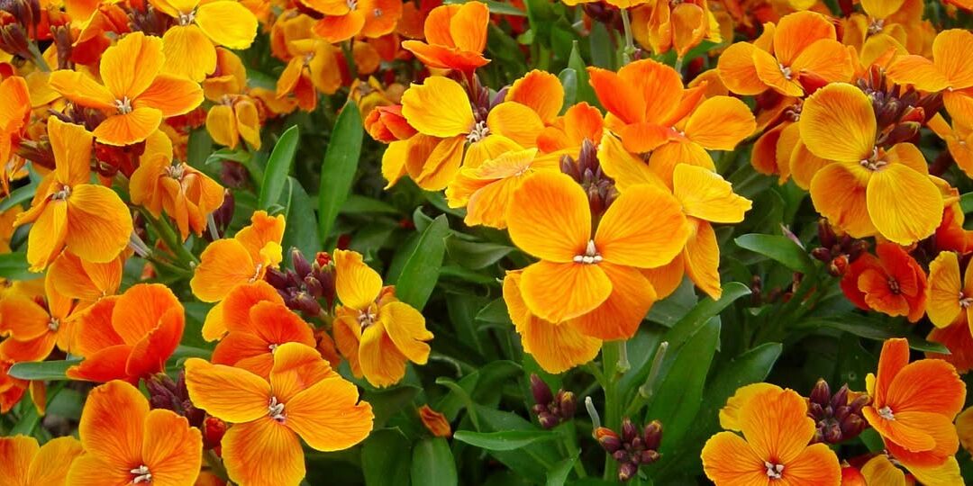 Distribution de plantations annuelles