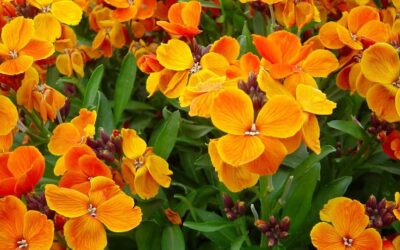 Distribution de plantations annuelles